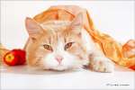 в дар очень нежный и ласковый котик Рыжик уютного домашнего окраса