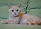 Крупный красивый кремовый  мраморный котик. ВИДЕО