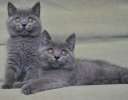 Два крупных красивых голубых котика по летним ценам. Видео.