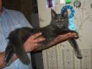 Голубой солидный котик Мейн Куна от Чемипона Мира!