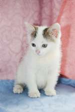 Снежка-воздушная белоснежная красотка-котенок 2 месяца! 