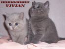 Британские котята голубые,лиловые,вискас, черный мрамор 