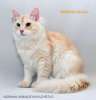 Породистые котята сибирской кошки