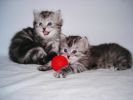 сибирские котята