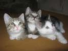  Три расписных красавицы-котенка в добрые руки! 3 месяца