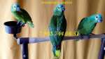 Синелобый амазон (Amazona aestiva aestiva) - ручные птенцы из  питомника