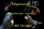  Траурный какаду Бэнкса (Calyptorhynchus magnificus)  - птенцы выкормыши из питомника