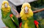 Желтоголовый амазон  (Amazona ochrocephala)  - ручные птенцы из питомника