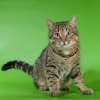 Котик Тай Шер - очаровательный, очень добрый и ласковый, послушный и воспитанный ищет добрых хозяев!