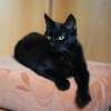 Боевая атаманша в юбке - черная кошка Чара в дар