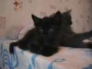 Отдам черного сибирского котенка в добрые руки!!!