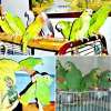 Амазон - попугай способный к общению и разговору