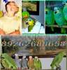 Амазон - попугай способный к общению и разговору
