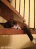 Тайский кот Федя ищет новый дом