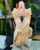Молуккский какаду  - абсолютно ручные птенцы из питомника