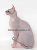 Недорого продается очень красивая молодая кошка Донской сфинкс