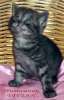 Британские котята черный дым из питомника VIVIAN.
