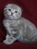 Вислоухий голубой мраморный котик 2 мес.