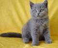 Видео шотландский короткошерстный голубой котик 2мес. 