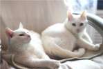 2 нежных белых кота в дар!