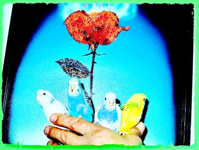 Чехи-выставочные волнистые попугаи птенцы. 