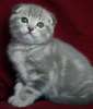 Видео. Вислоухий голубой мраморный котик 2.5 мес.