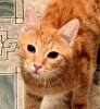 Очаровательные котята серенький и рыженький ищут добрых хозяев!