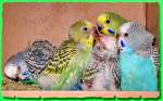 Выставочные Волнистые попугаи птенцы, ручные редких расцветок.
