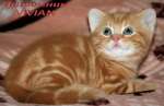 Британские котята  красный мрамор из питомника vivian.