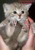 Британские  котята лиловый мрамор на серебре из питомника VIVIAN.