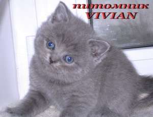 Клубные британские голубые котята из питомника VIVIAN. 