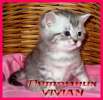 Британские котята вискас из питомника VIVIAN.