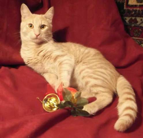 В дар персиковый котик Гарфилд, 8 мес.