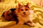 Трёхцветная, царственная , спокойная, идеальная домашняя кошь-компаньон Стеша ищет дом!