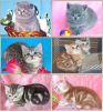  Британские и  Вислоухие котята различных окрасов