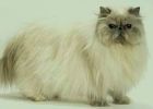 продается персидский котенок(не дорого)