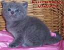 Британские клубные голубые котята из питомника 