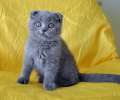 Видео.  Супер плюшевый шотландский вислоухий голубой котик