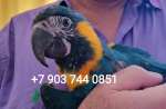 Попугай синегорлый ара (Ara glaucogularis) - ручные птенцы из питомника