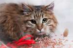 кот  Вальс Бостон   – роскошный  фенотип сибиряка  в дар 