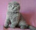 Видео. Вислоухий голубой котик с идеальными ушками