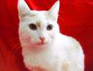 Ласковый, бело-рыжий кот Вася в добрые руки!
