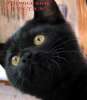 Британские черные котята  из питомника VIVIAN. 