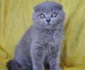 Видео. Супер плюшевый вислоухий голубой котик. 2 мес.