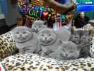Шотландские плюшевые котята клубное разведение