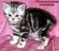 Британские котята  мрамор на серебре из питомника vivian.