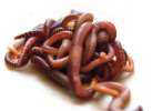  Маточное поголовье красного калифорнийского червя