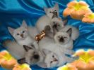 Продажа котят Меконг-бобтейла