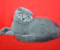 Видео. Супер плюшевый вислоухий голубой котик с идеальными ушками