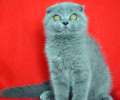 Видео. Супер плюшевый вислоухий голубой котик с идеальными ушками. 3 мес